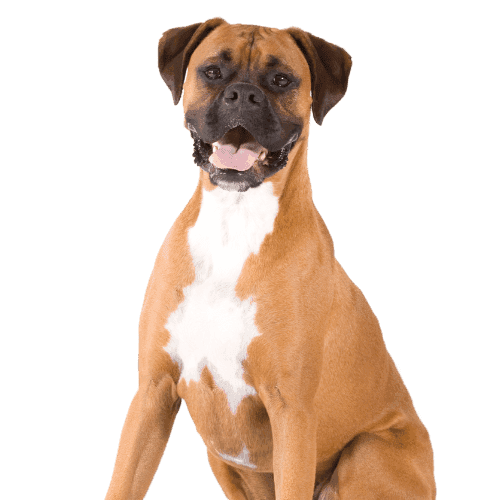 Muselière Boxer