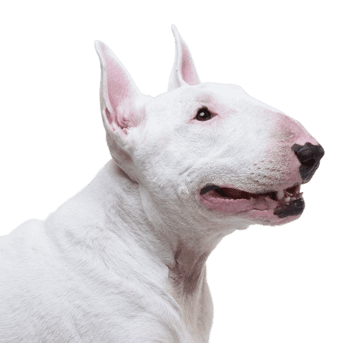 Muselière pour Bull Terrier