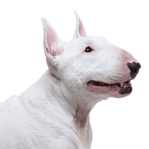 Muselière Bull Terrier
