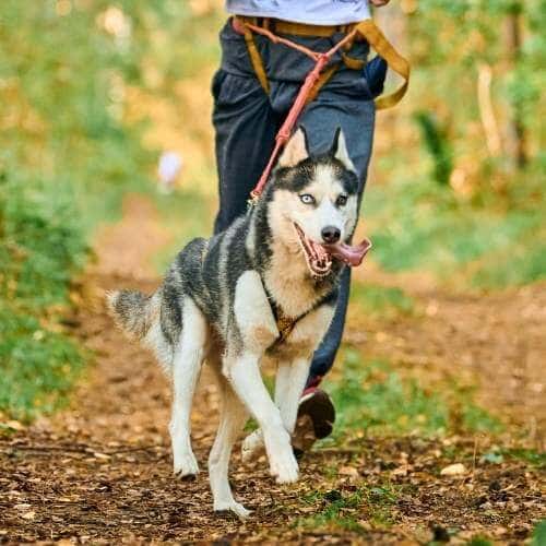 Ceinture Canicross Poches – Boutique Husky