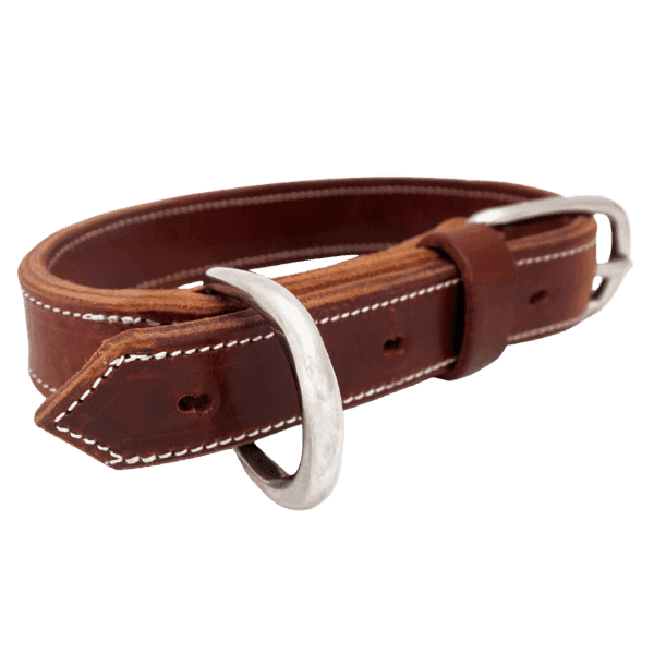 Collier chien