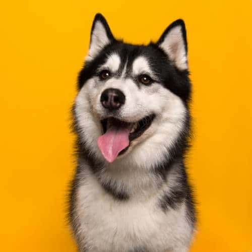 Harnais Husky