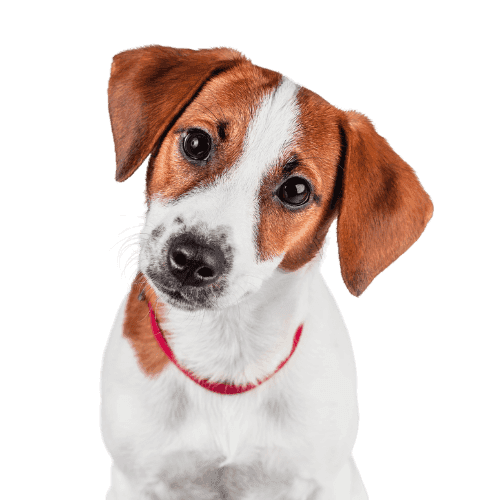 Muselière Jack Russel