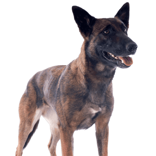 Muselière pour Malinois