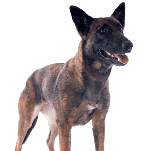 Muselière Malinois