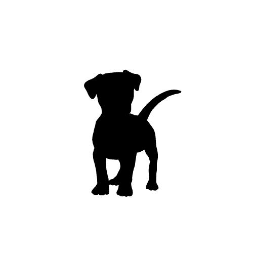 Laisse enrouleur pour chien neuve