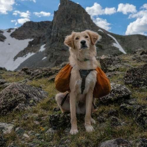 Cani-rando