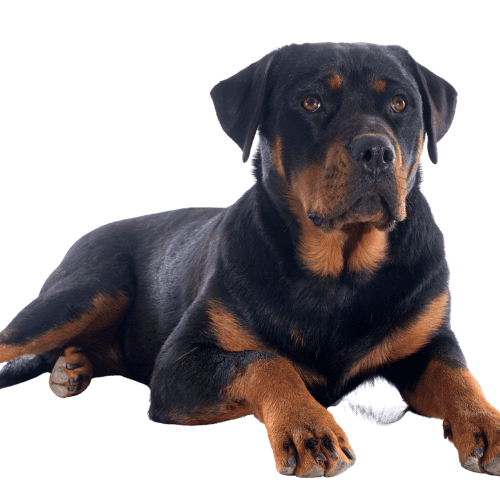 Muselière pour Rottweiler