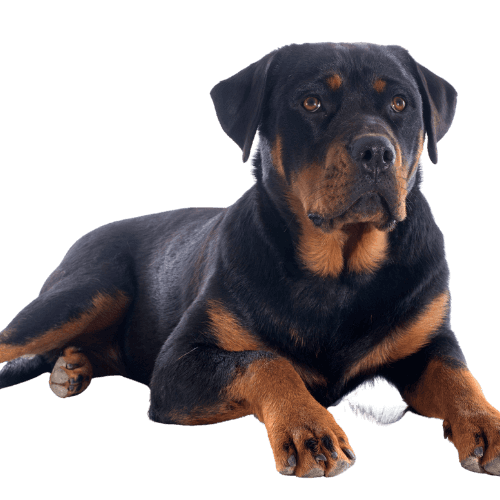 Muselière Rottweiler