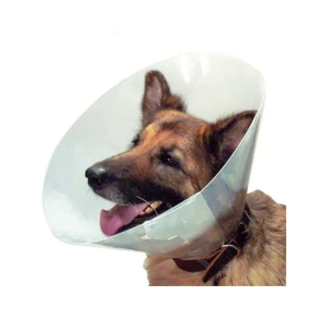 Collerette chien