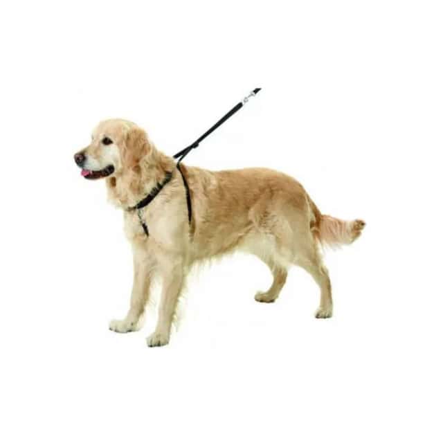 Harnais chien