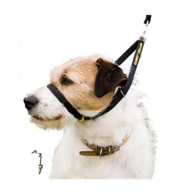 Dressage chien