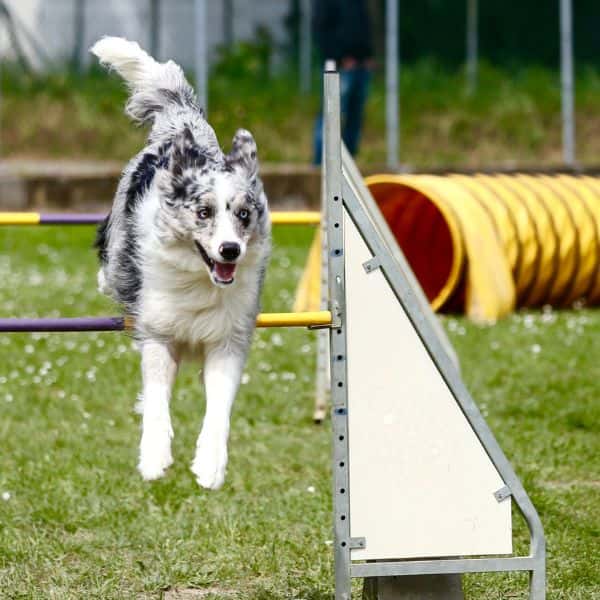 Sport canin