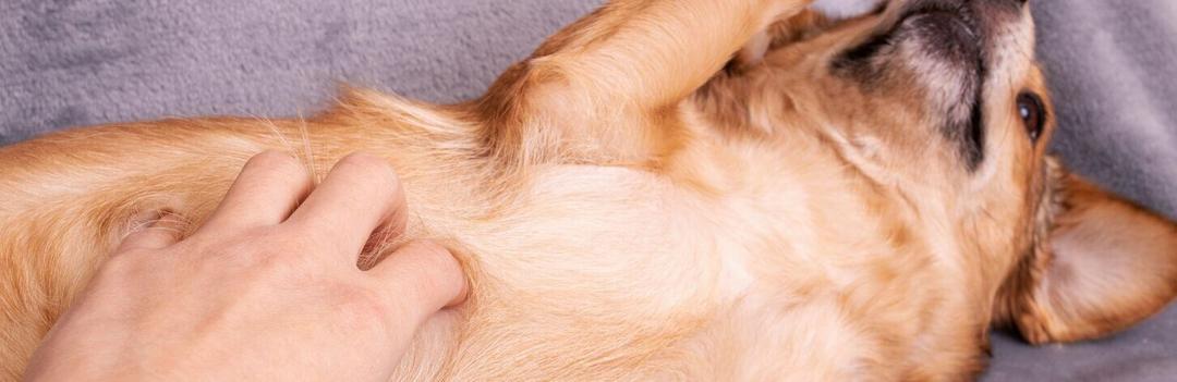 Tout savoir sur les gargouillements de votre chien - Polytrans