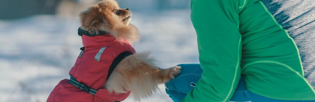 Comment choisir un manteau pour chien ?