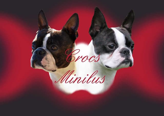 CROCS MINILUS Elevage de Boston Terrier*
