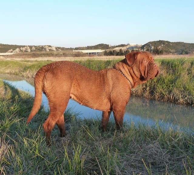 Elevage DE PRIVADIIS Dogue de Bordeaux