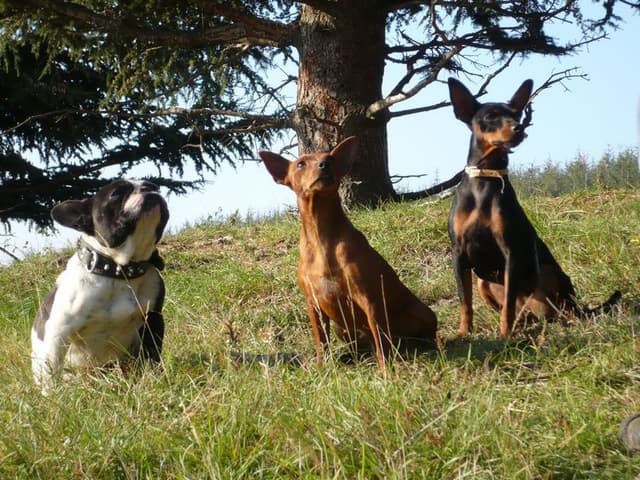 ELEVAGE DE LA VIGNE AUX VENTS elevage de Pinscher nains, Grand bouvier Suisse, et Bouvier de l'Entlebuch*