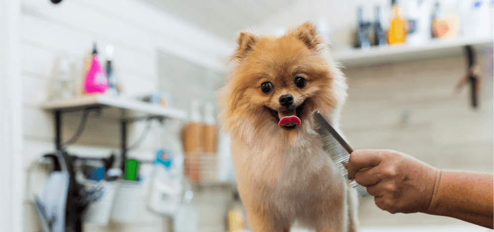 L'hygiène et les accessoires chez le chien - Frimousse Dog