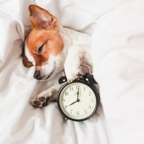 Combien de fois un chien fait pipi par jour ? Propreté du chien et de la chienne
