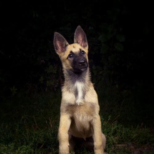 Comment faire pour que mon chien soit propre la nuit ? Petit accident du soir