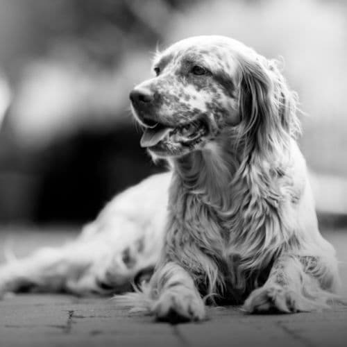 Comment savoir la fin des chaleurs chez la chienne ? Symptômes des premières chaleurs