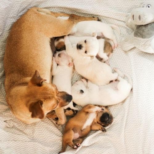 A quel âge une chienne peut avoir des chiots ? Fécondation et premières chaleurs