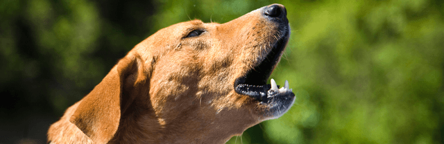 Chien qui aboie