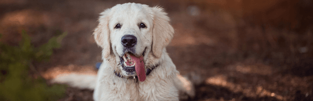 Où promener son chien en été ?