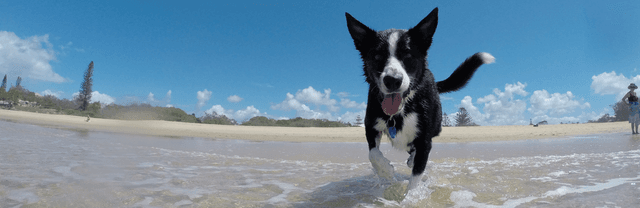 Faire du sport en été avec son chien