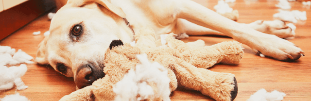 Mon chien casse tout quand il est seul à la maison