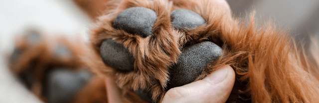 Comment hydrater les coussinets de son chien ?