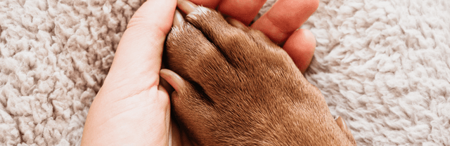 Comment prendre soin des pattes de mon chien ?