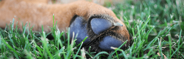 Mesurer les pattes de son chien