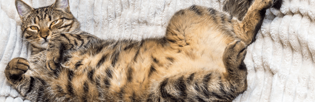 Refaire la flore intestinale du chat naturellement