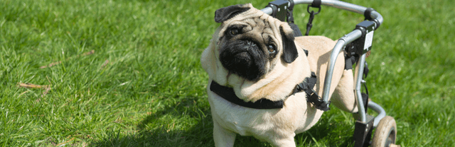 Comment soulager le train arrière de mon chien ?