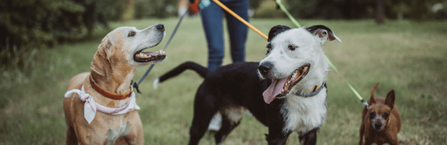 Promenade avec son chien: les indispensables à emmener
