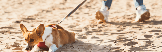 Quelle laisse pour un chien qui tire ?