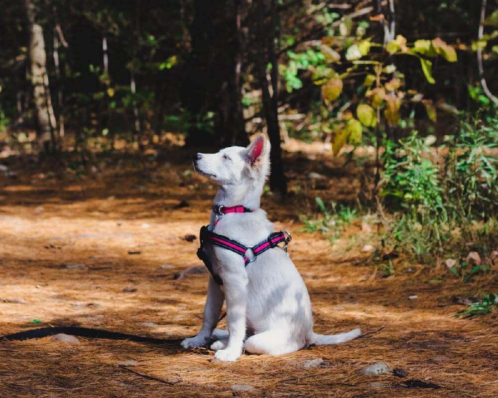 Estil préférable de laisser son chien dehors ou dedans