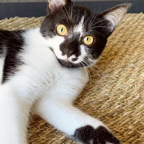 Figaro