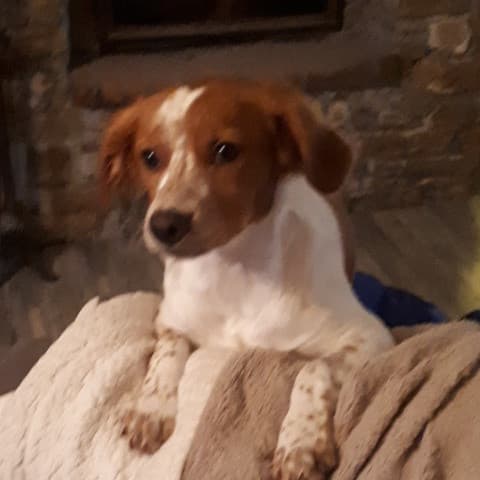 fiona