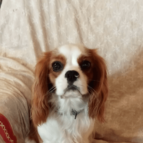 Jack Sparrow Des Joyaux D'Alésia