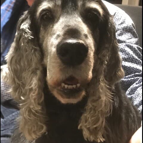 Lady