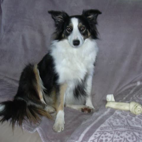 LAIKA