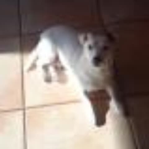 Léo