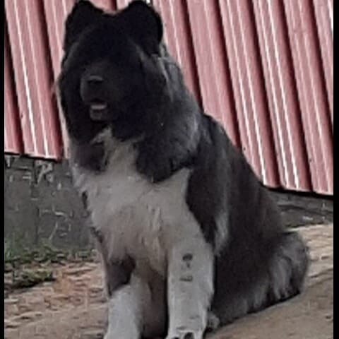 Loona