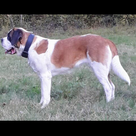 Louna