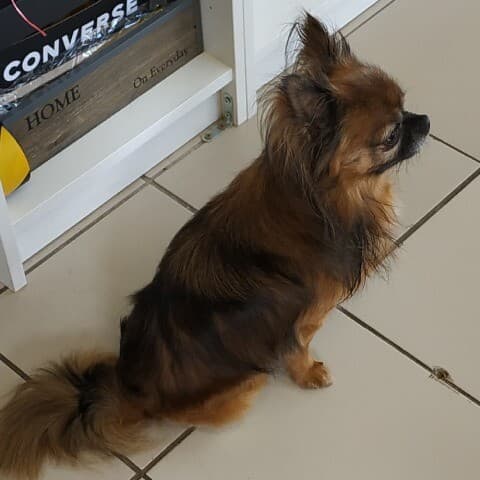 Ludo