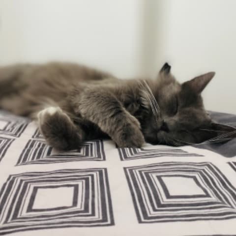 Mia