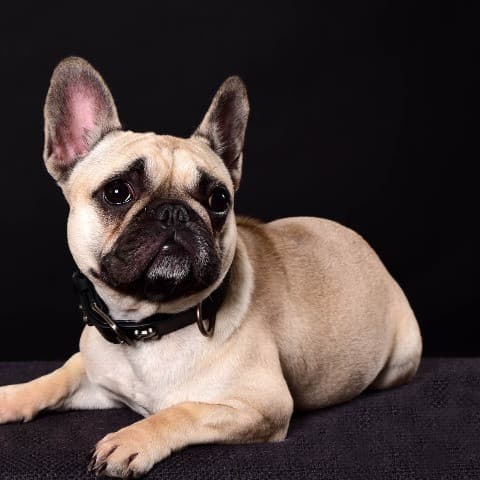 Nala